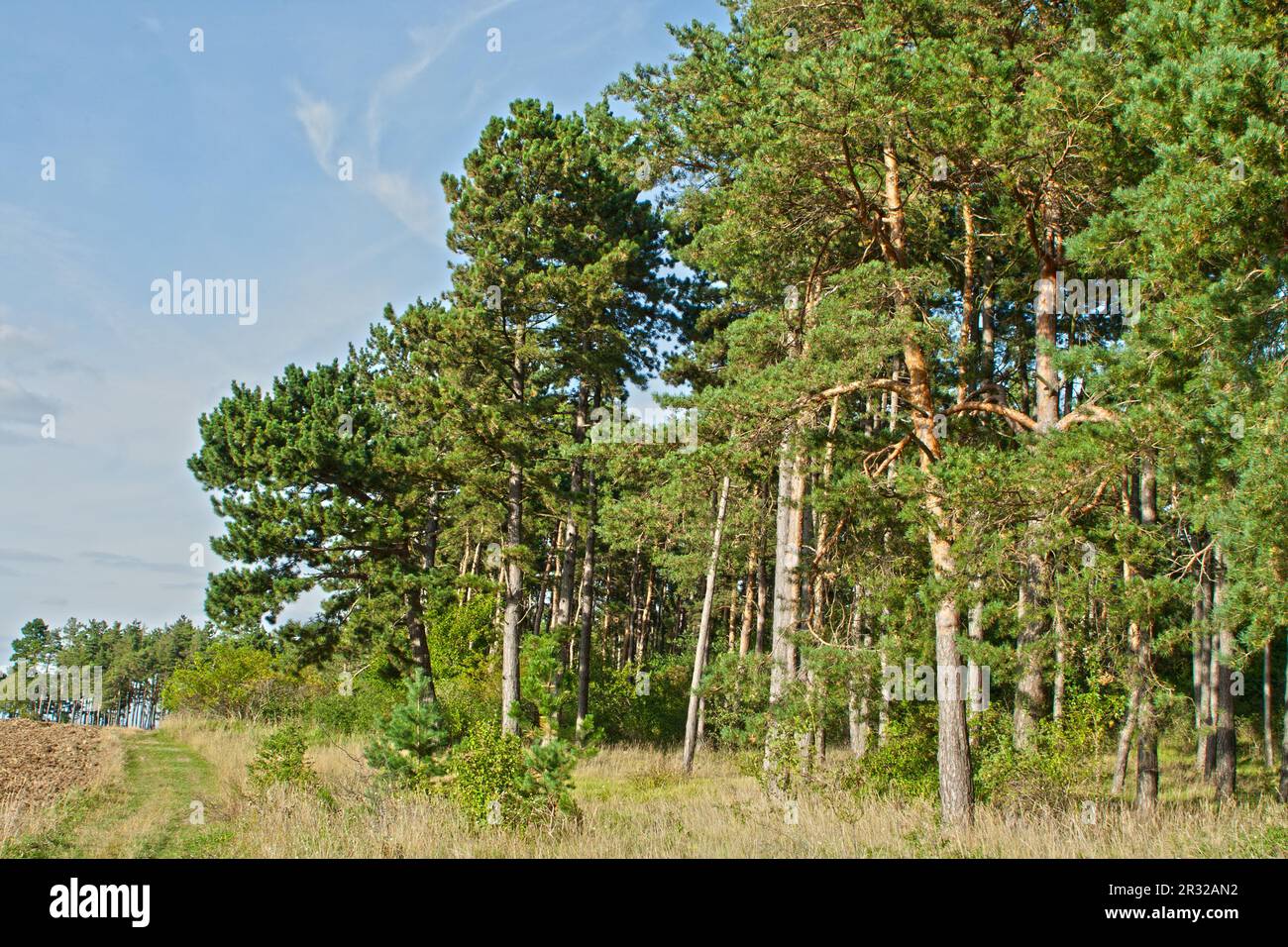 Pinewood tree hi res stock photography and images Alamy