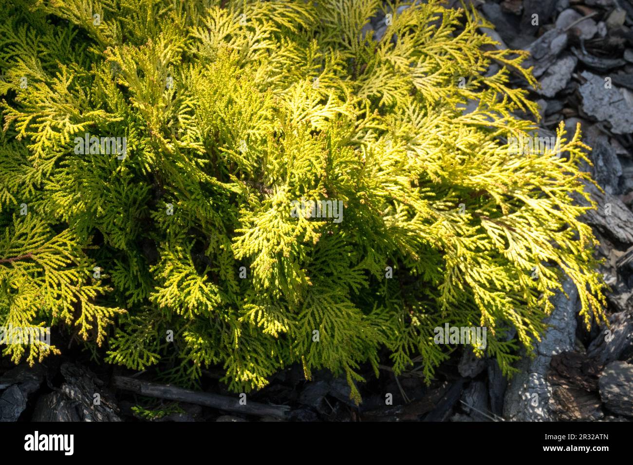 Japanese Cypress, Hinoki Cypress 'Bronze Pygmy', Chamaecyparis obtusa 'Bronze Pygmy' Stock Photo