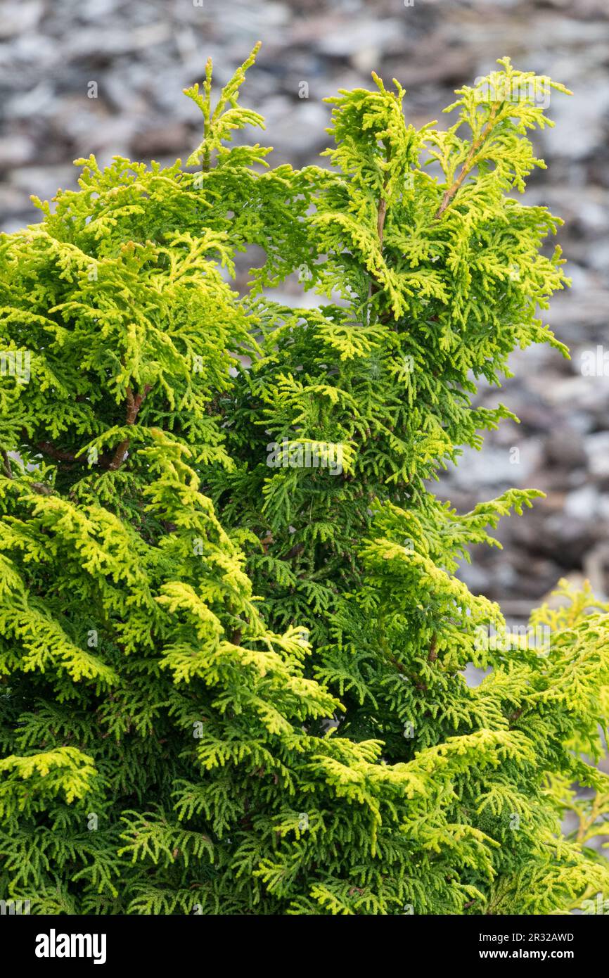How To Grow And Care For Hinoki Cypress edu.svet.gob.gt