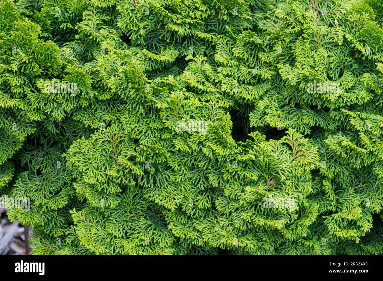 Japanese Cypress, Hinoki Cypress 'Rigida', Chamaecyparis obtusa 'Rigida' green spring foliage Stock Photo