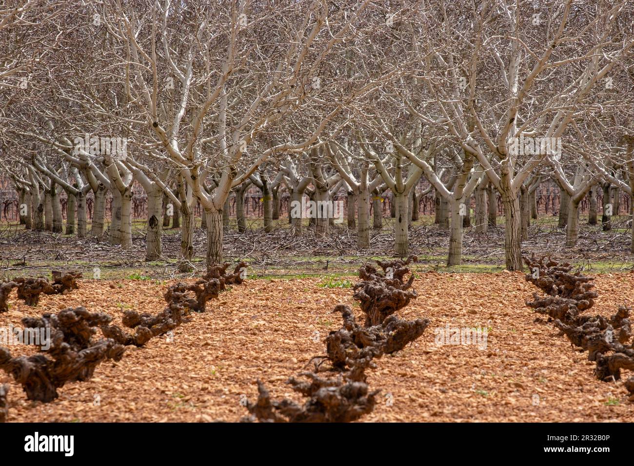 viña, Campo de Criptana, provincia de Ciudad Real, Castilla-La Mancha, Spain. Stock Photo