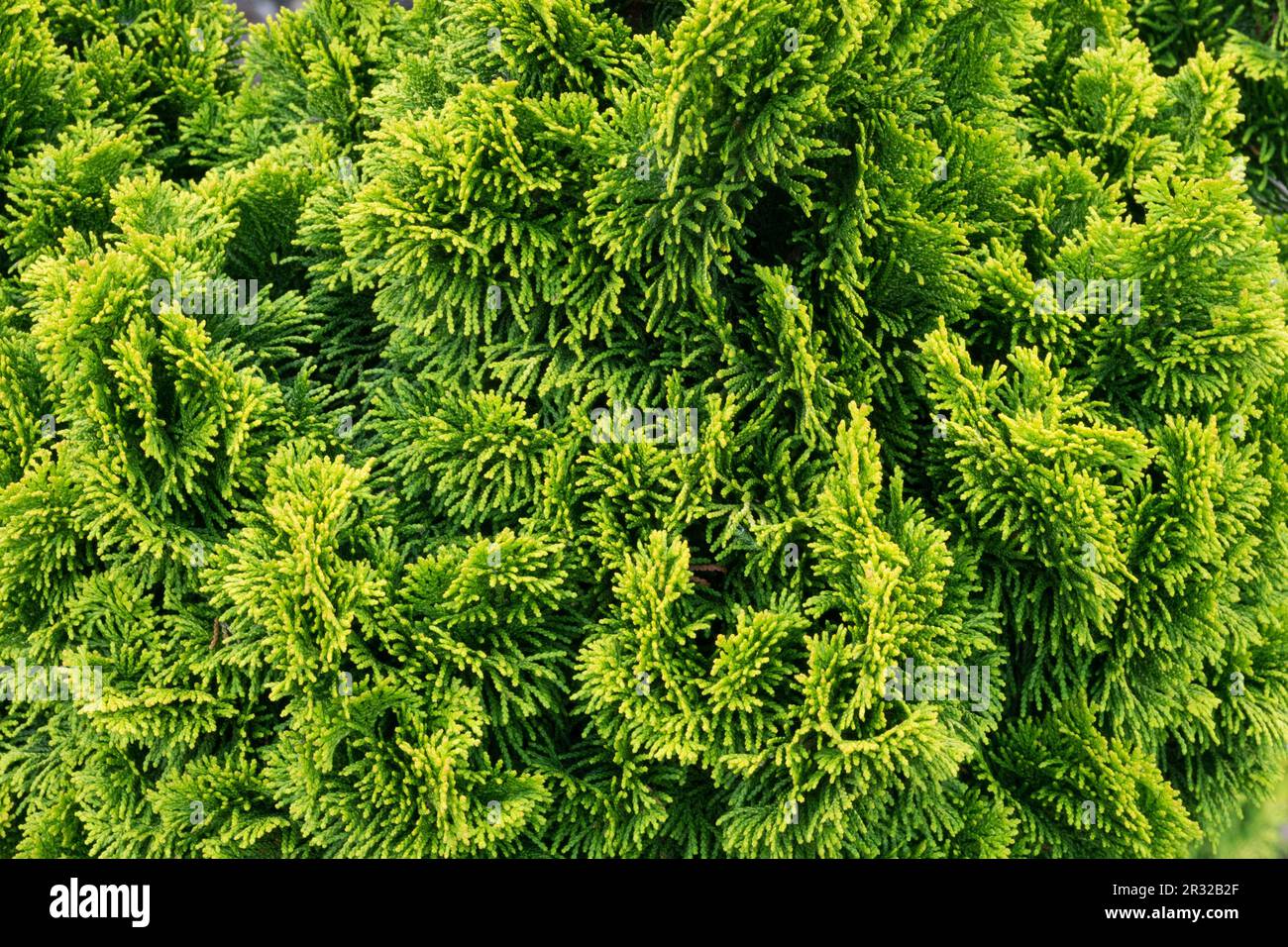 Japanese Cypress, Hinoki Cypress 'Nana Aurea', Chamaecyparis obtusa 'Nana Aurea' Stock Photo