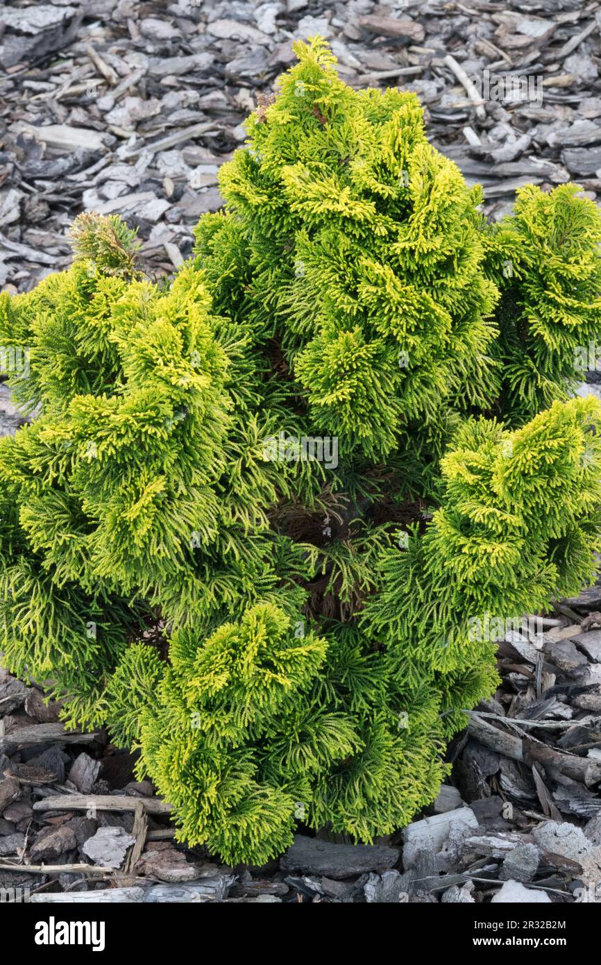 Dwarf slow-growing Japanese Cypress, Hinoki Cypress 'Nana Lutea', Chamaecyparis obtusa 'Nana Lutea' Stock Photo