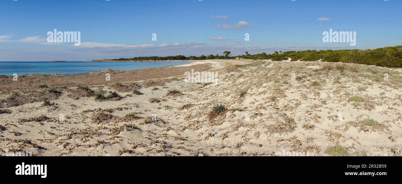 complejo dunar, playa Es Caragol.espacio de alta proteccion medioambiental, Santaniy,comarca de Migjorn, Mallorca. Islas Baleares. Spain. Stock Photo