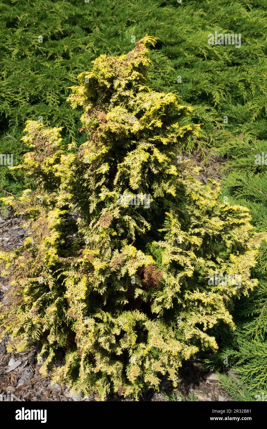 Japanese Cypress, Hinoki Cypress 'Melody', Chamaecyparis obtusa 'Melody' Stock Photo