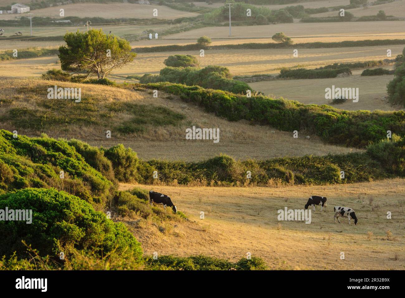 Vacas frisonas, finca Santa Cecilia, Ferreries, Menorca, Islas Baleares, españa, europa. Stock Photo