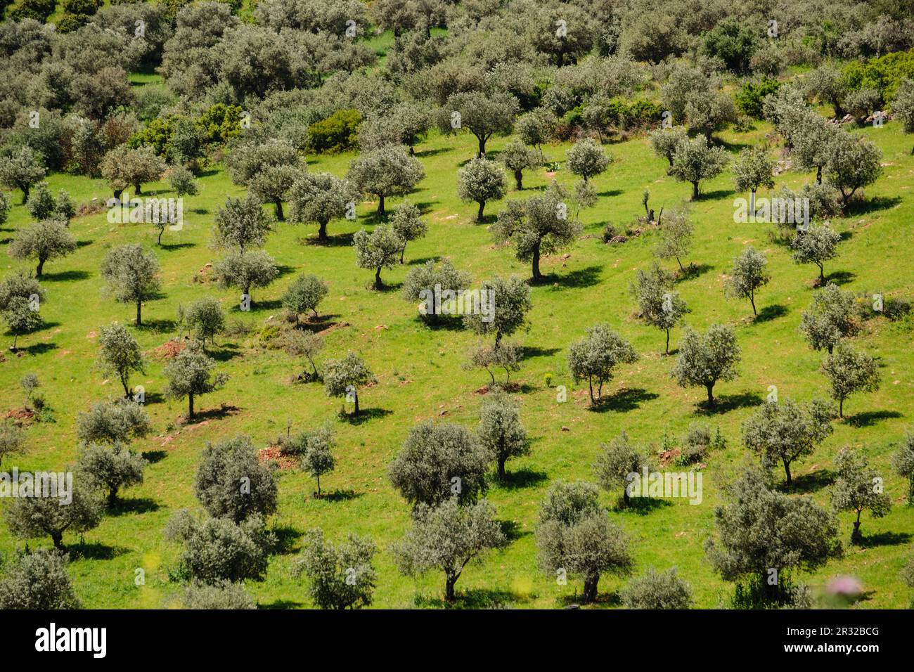 Cultivo de campo verde hi-res stock photography and images - Alamy