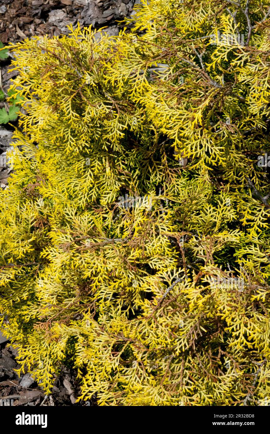Japanese Cypress, Chamaecyparis obtusa 'Kamarachiba', Hinoki Cypress Stock Photo