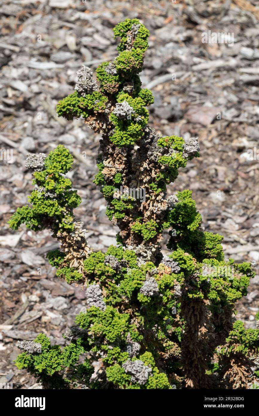 Japanese Cypress, Hinoki Cypress 'Chirimen', Chamaecyparis obtusa 'Chirimen' Stock Photo