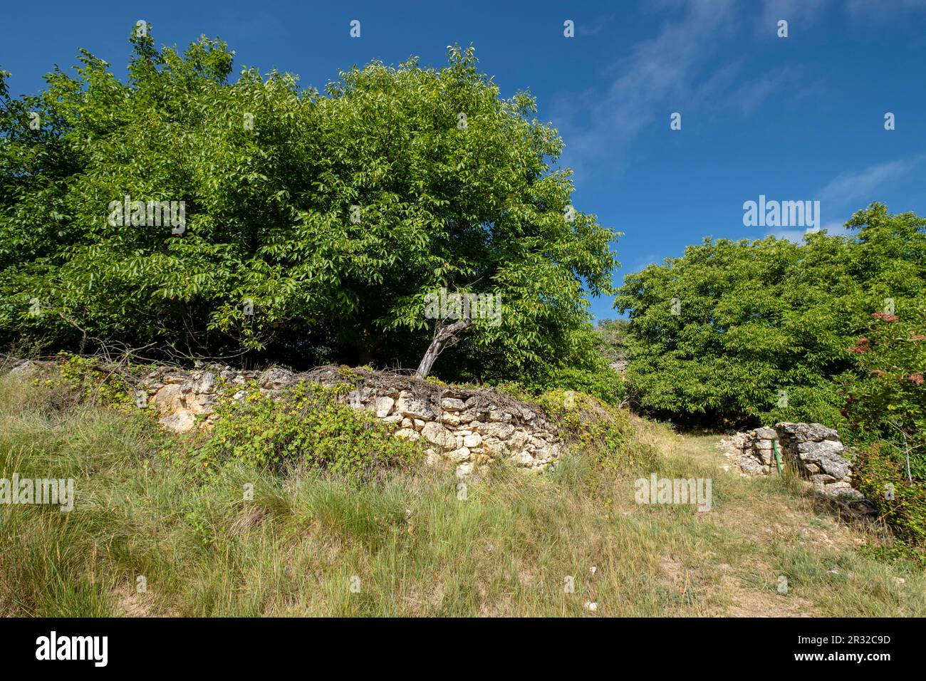 nogal, Juglans regia, barranco de la cascada, Chaorna, Soria, comunidad autónoma de Castilla y León, Spain, Europe. Stock Photo