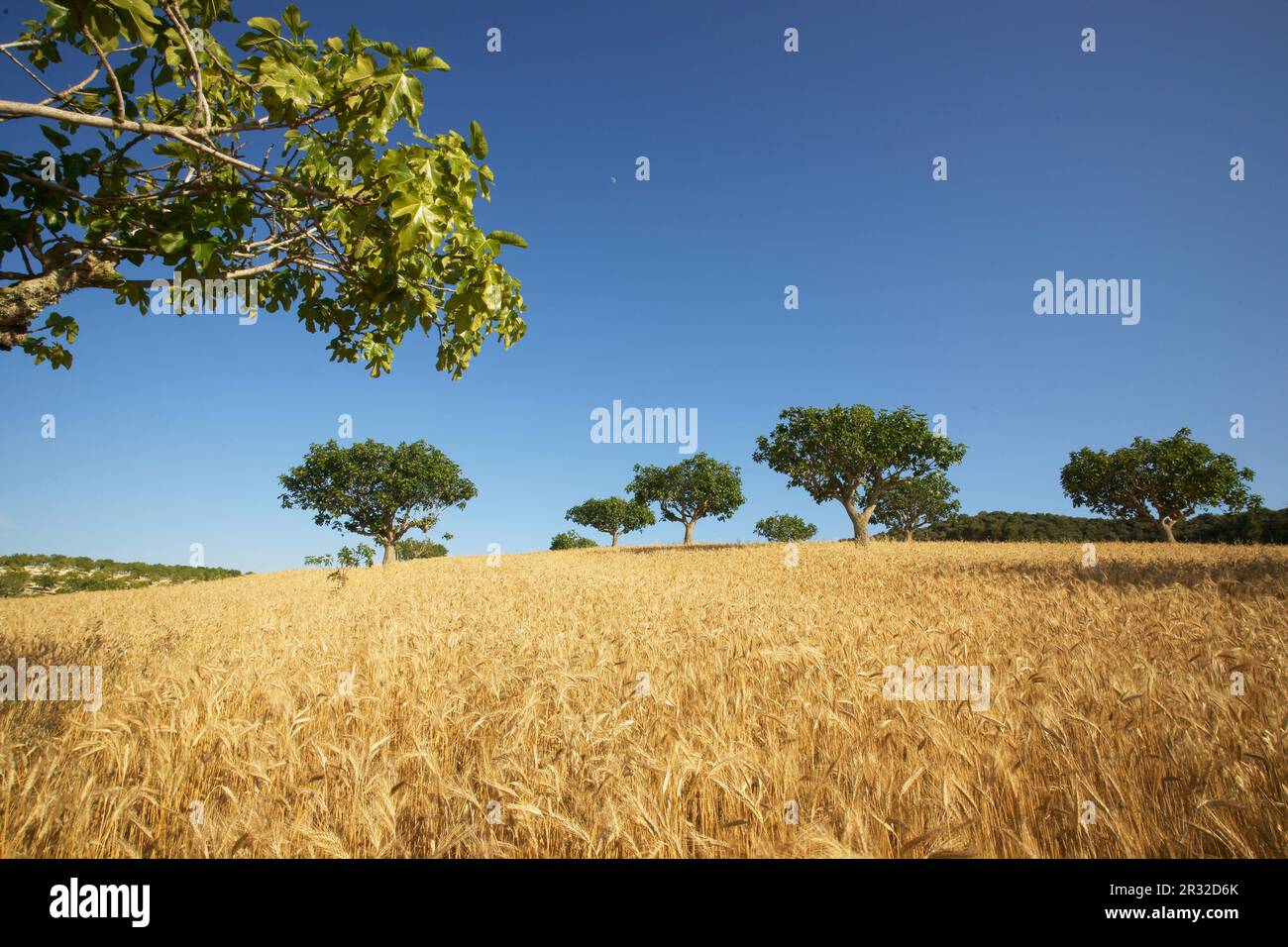 Hojas de cereales hi-res stock photography and images - Alamy