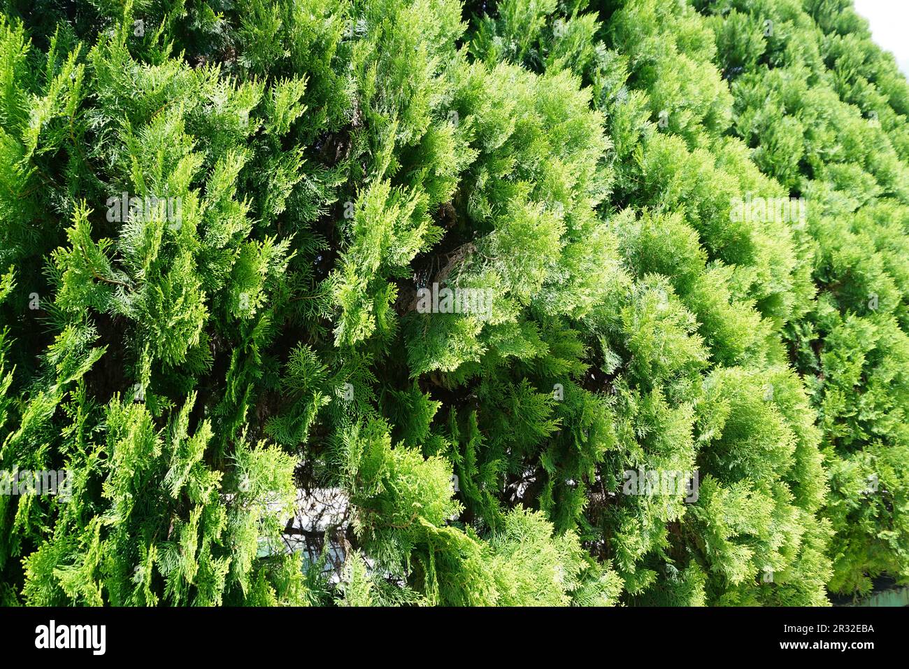 Close up photo of bright green cypress, against blue sky background (dacrydium, thuja orientalis) in my town square park Stock Photo