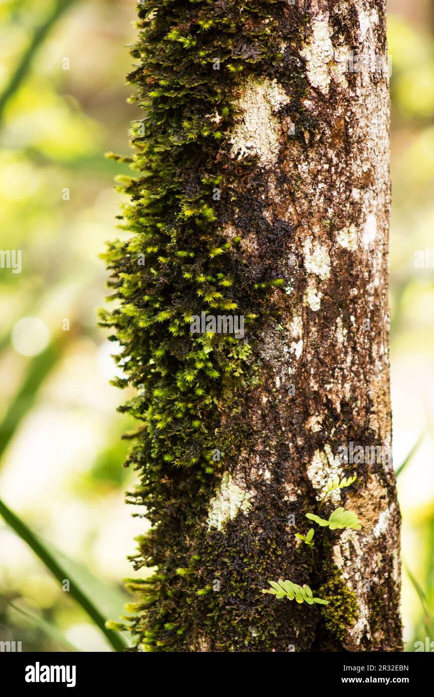 Pleated Foxtail Moss (Brachythecium laetum) on tree branch Stock Photo