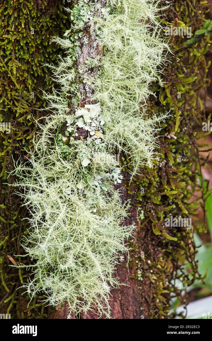 Old Man’s Beard plant, Spanish Moss, Tillandsia usneoides Stock Photo