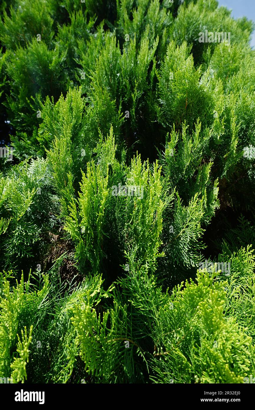 Close up photo of bright green cypress, against blue sky background (dacrydium, thuja orientalis) in my town square park Stock Photo