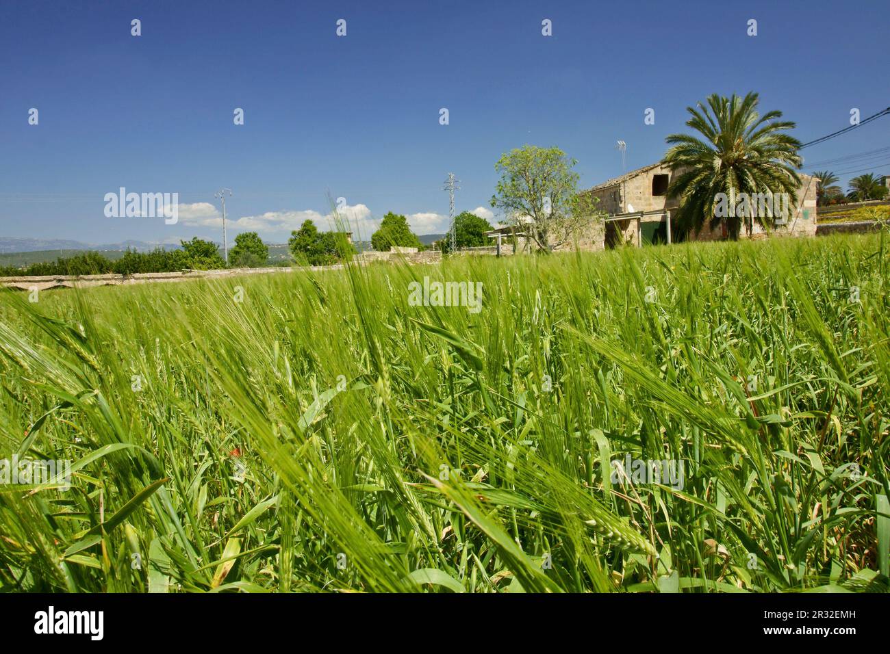 Campo de cereales. Pla de Sant Jordi.Palma.Mallorca.Islas Baleares. España. Stock Photo