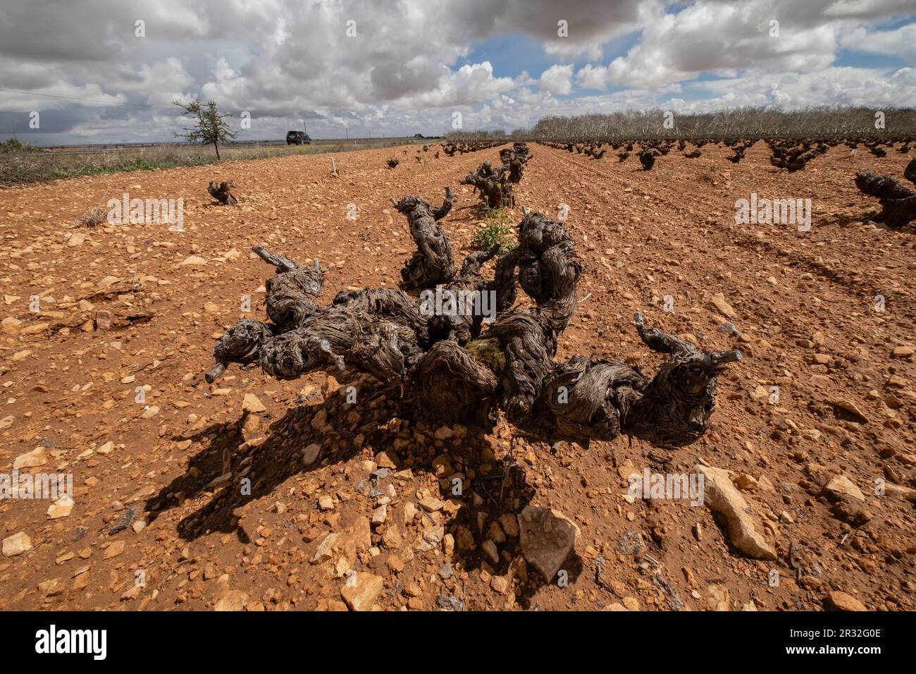 viña, Campo de Criptana, provincia de Ciudad Real, Castilla-La Mancha, Spain. Stock Photo