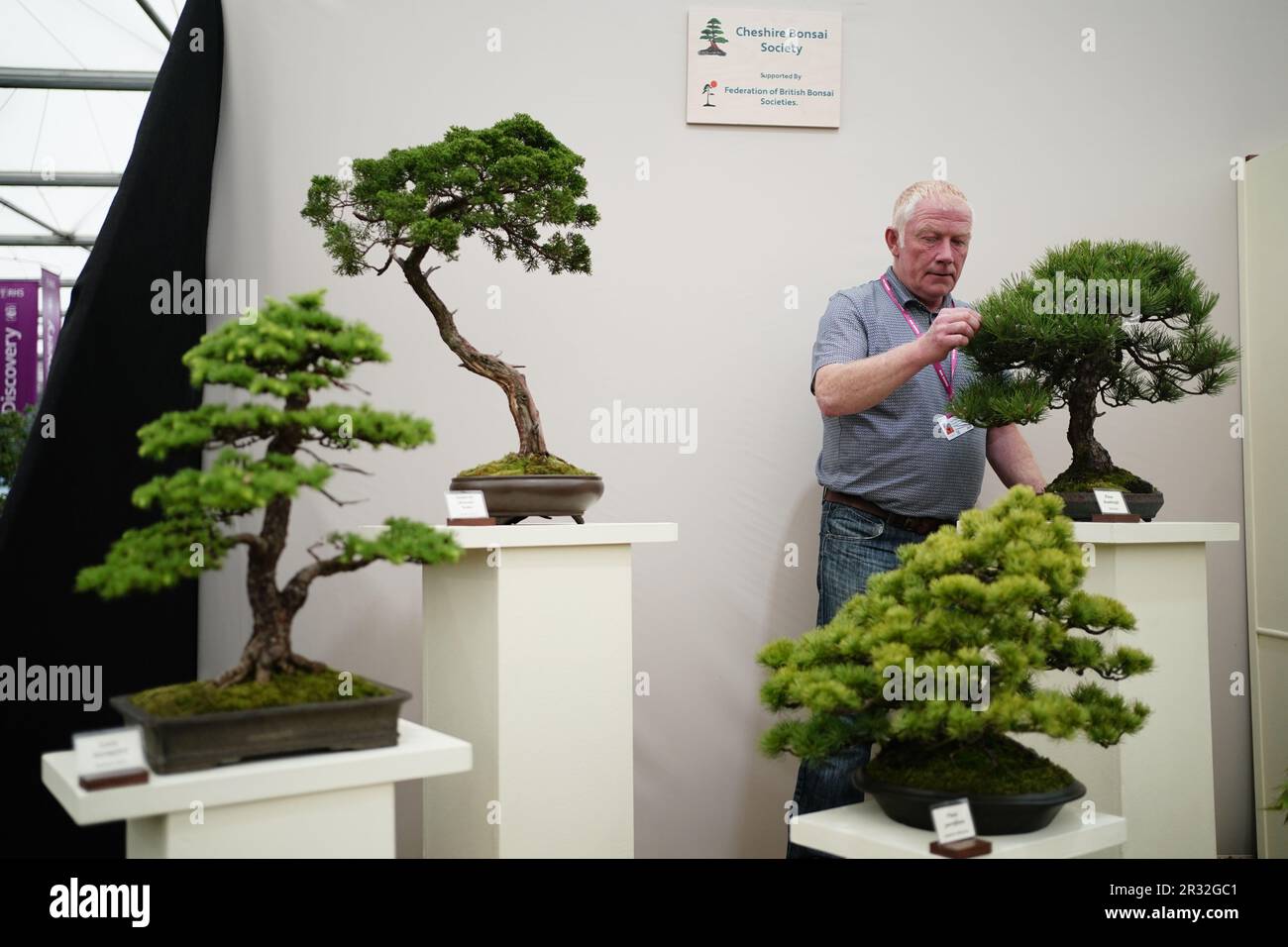 Bonsai trees are given a last minute spuce up in the Pavillion during the RHS Chelsea Flower