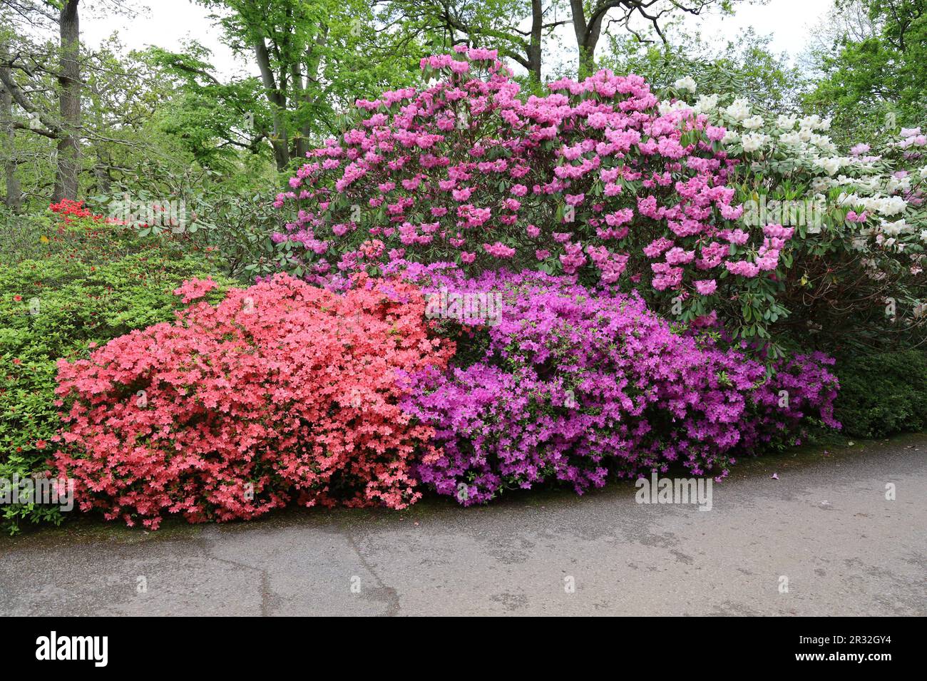 Exbury azaleas hi-res stock photography and images - Alamy