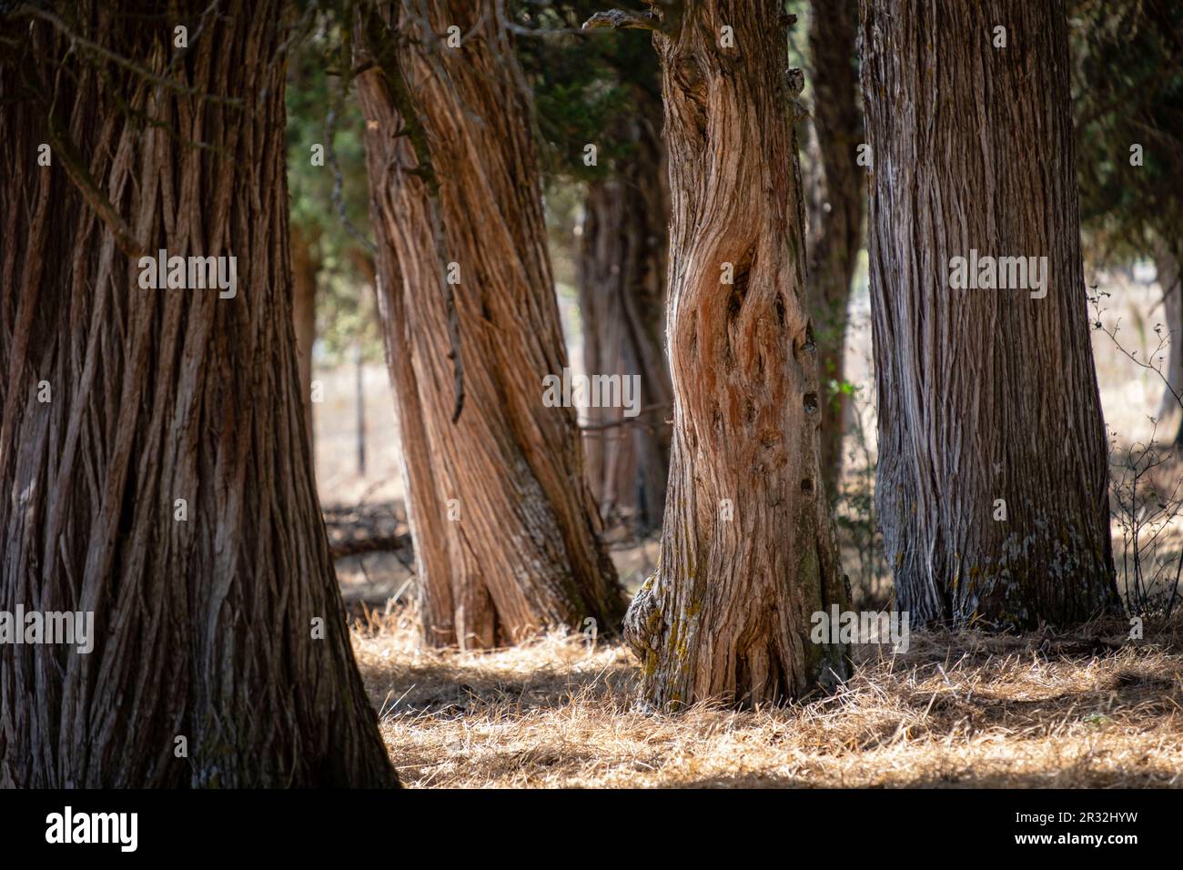 Ciclo natural de la naturaleza hi-res stock photography and images - Alamy