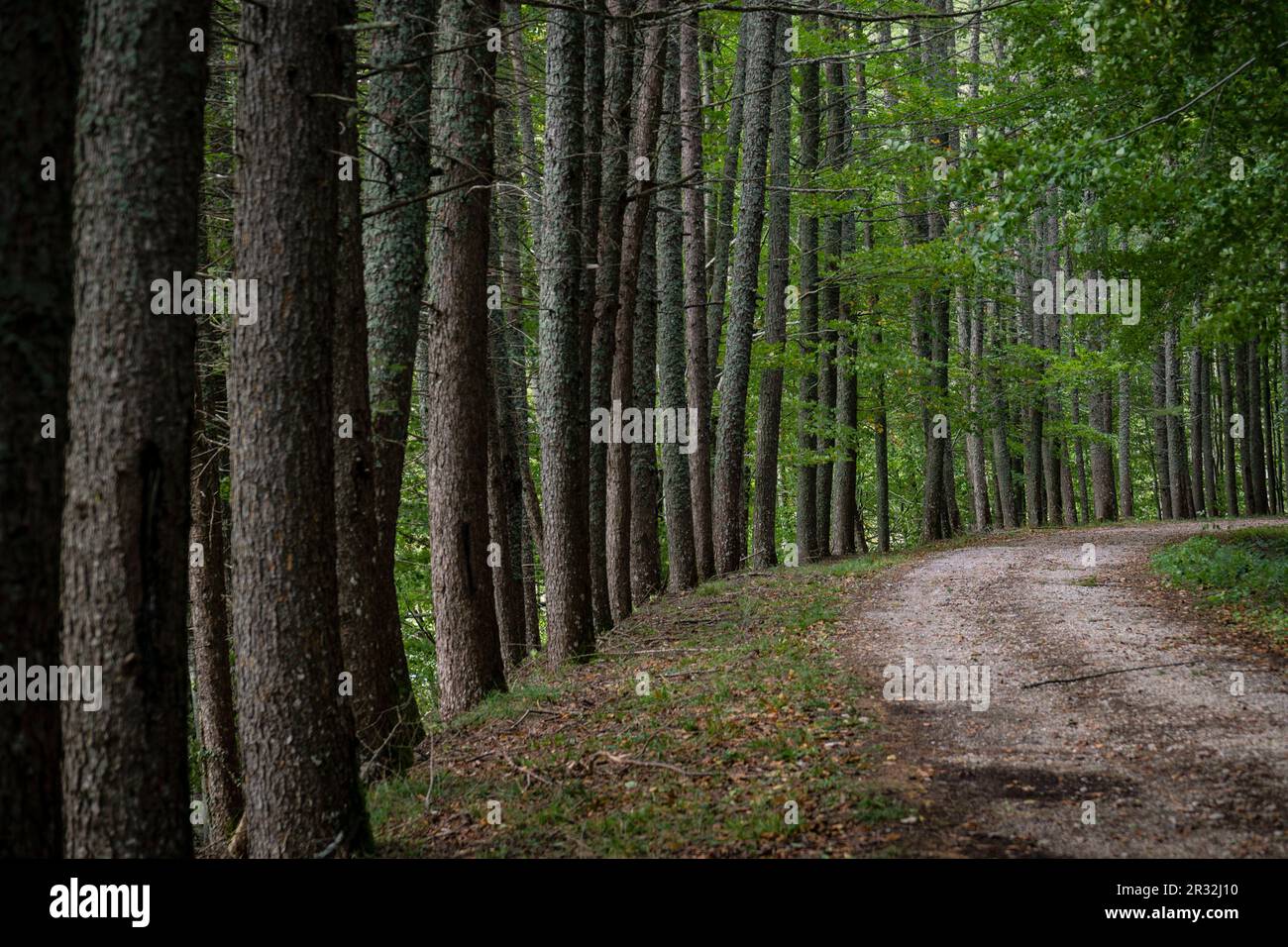 Camino del follaje del bosque hi-res stock photography and images - Alamy