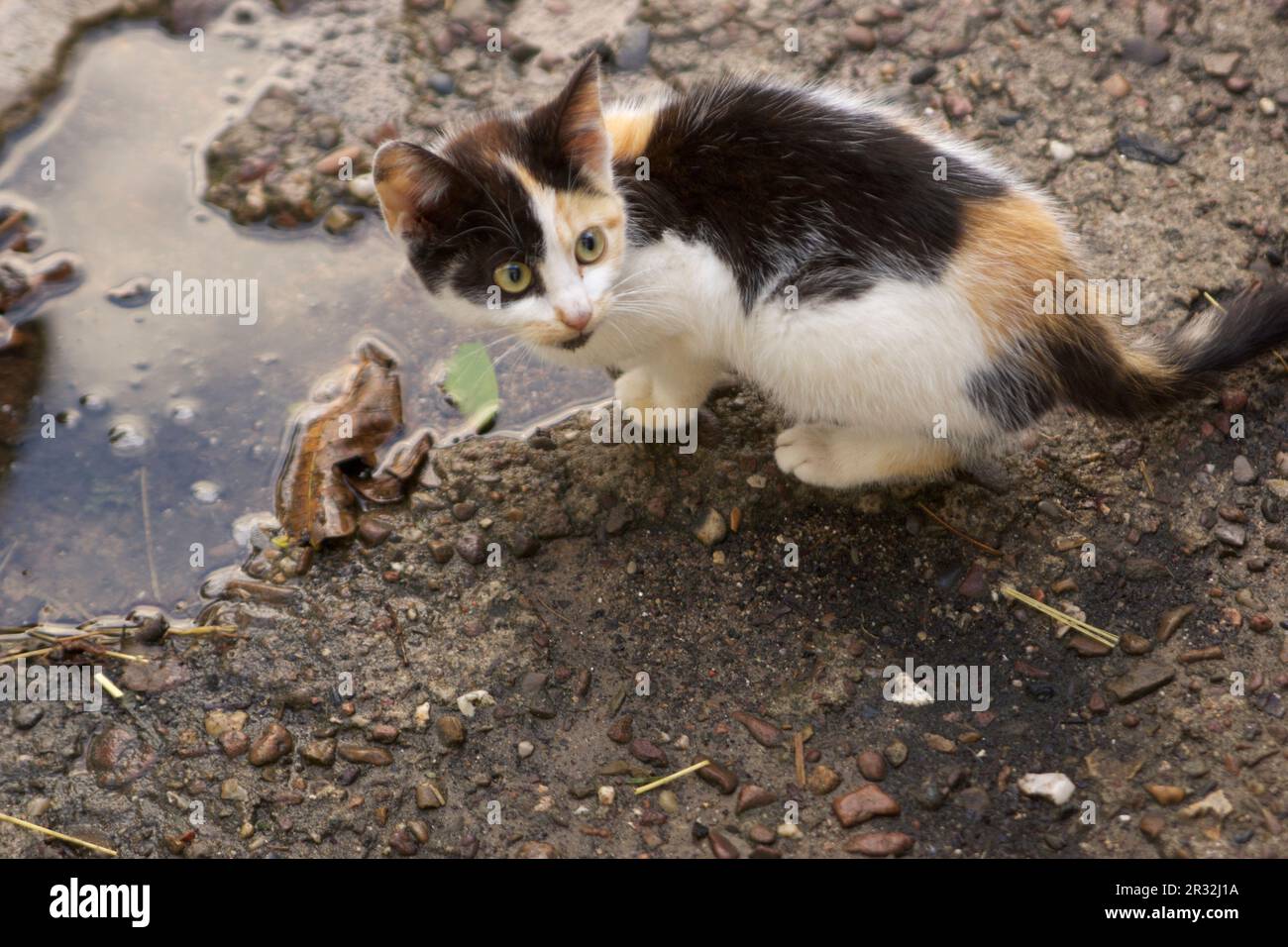 cat-drink-water-stock-photo-alamy