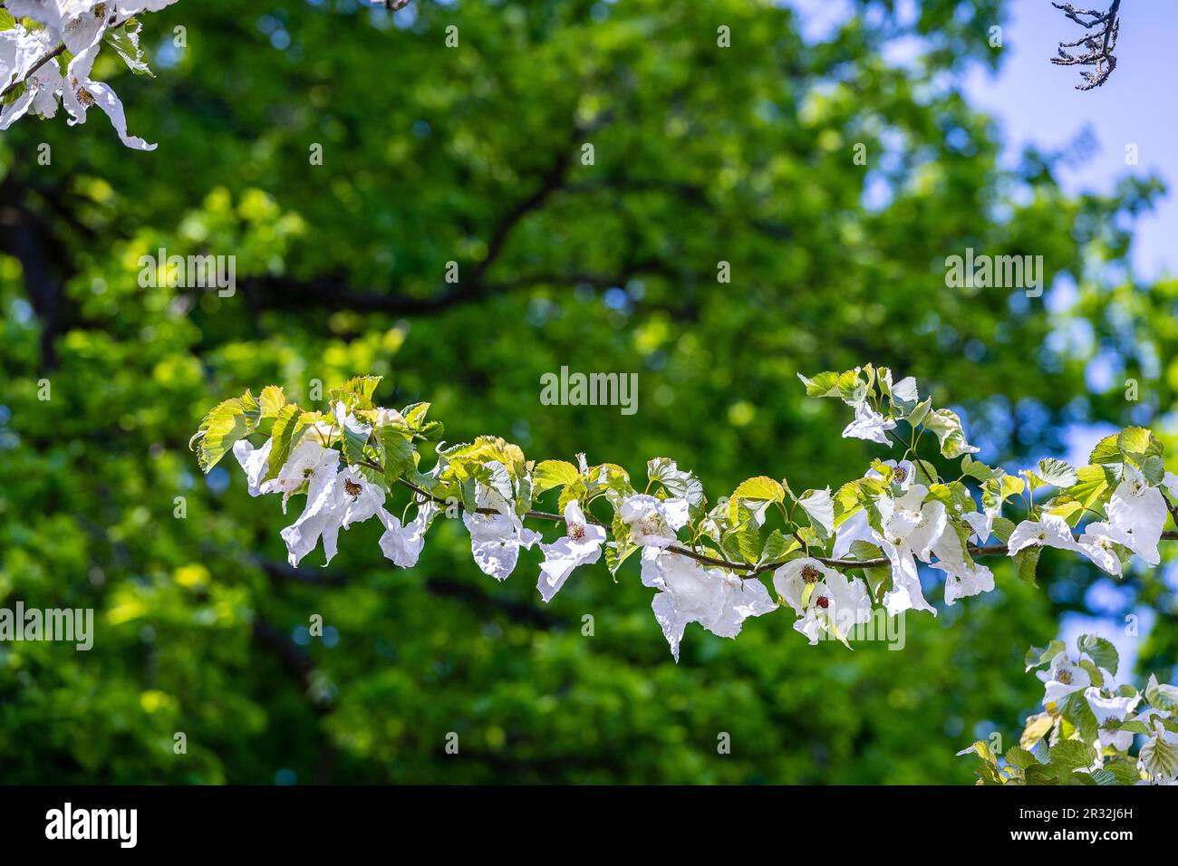 The Handkerchief Tree, Davidia involucrata, is a rare but highly sought-after tree, native of China, especially impressive when it blooms. Sussex Stock Photo