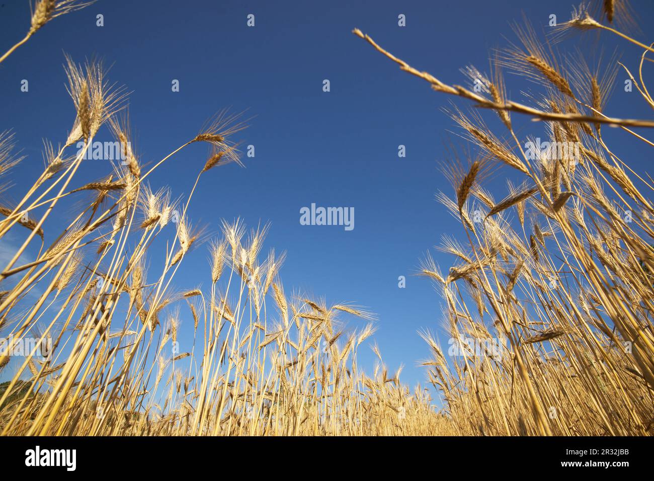 Hojas de cereales hi-res stock photography and images - Alamy