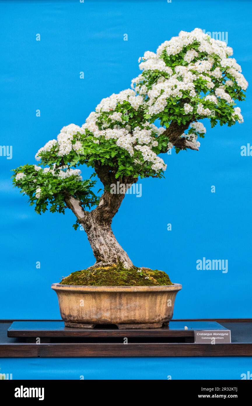 London, UK. 22nd May, 2023. The Bonsai tree stand from the Federationj