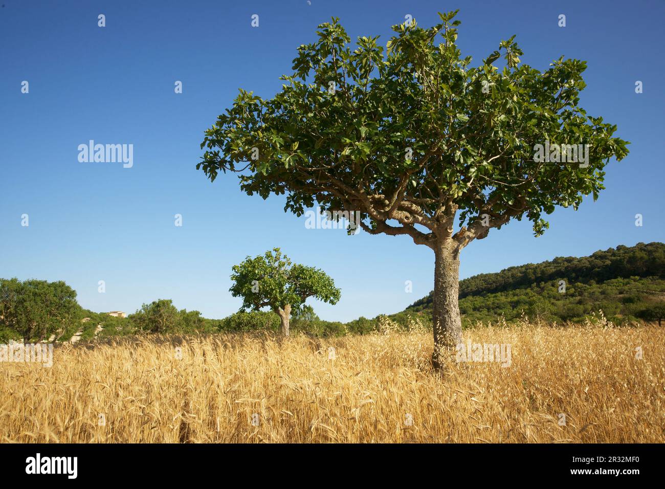Hojas de cereales hi-res stock photography and images - Alamy