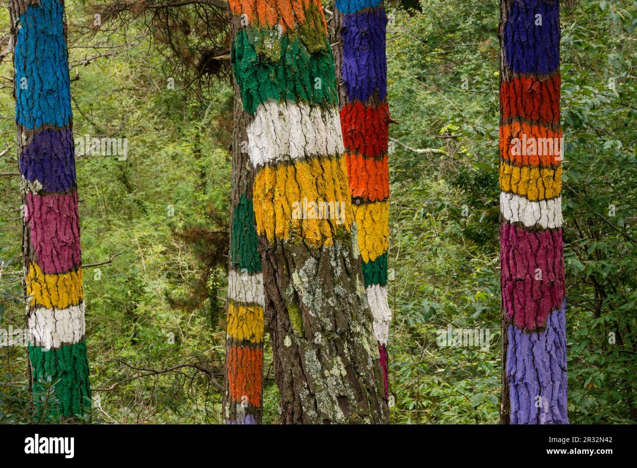 El juego del bosque hi-res stock photography and images - Alamy