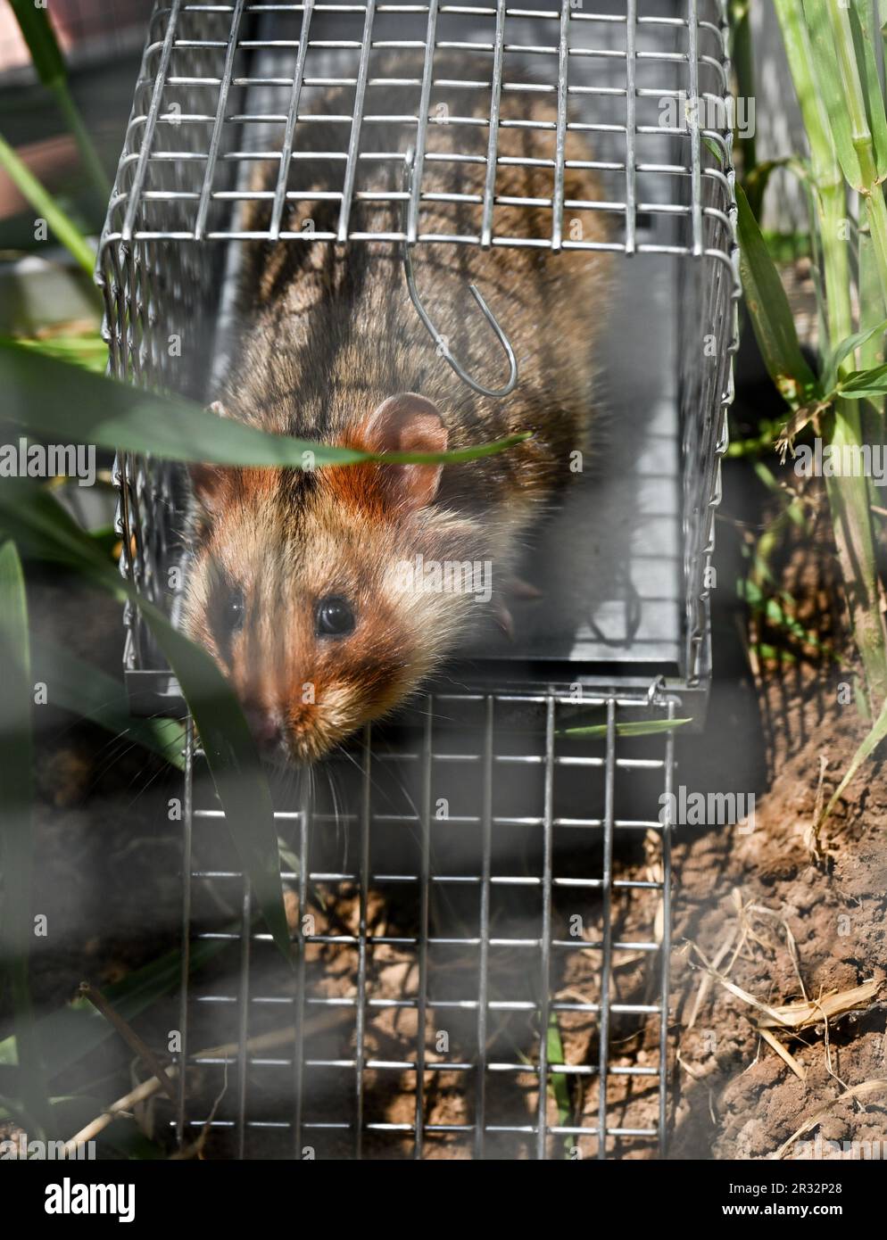 Bergen Enkheim, Germany. 22nd May, 2023. Female field hamster "Cora" leaves a small wire trap