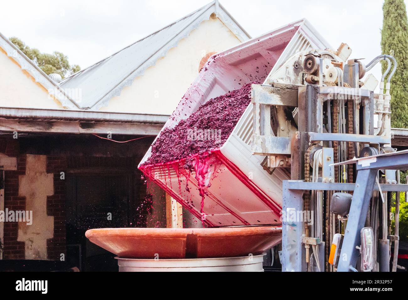 MCLAREN VALE, AUSTRALIA April 13 2023 Grape harvest during vintage