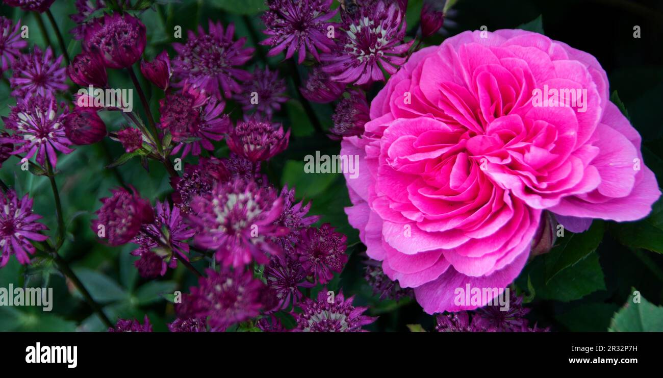 Rosa 'Gertrude Jekyll'. in amongst purple astrantia flowers Stock Photo