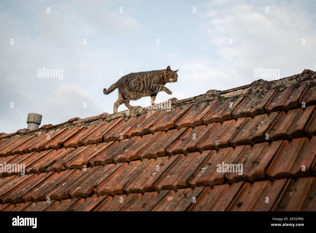 tabby cat walking on a rooftop Stock Photo - Alamy
