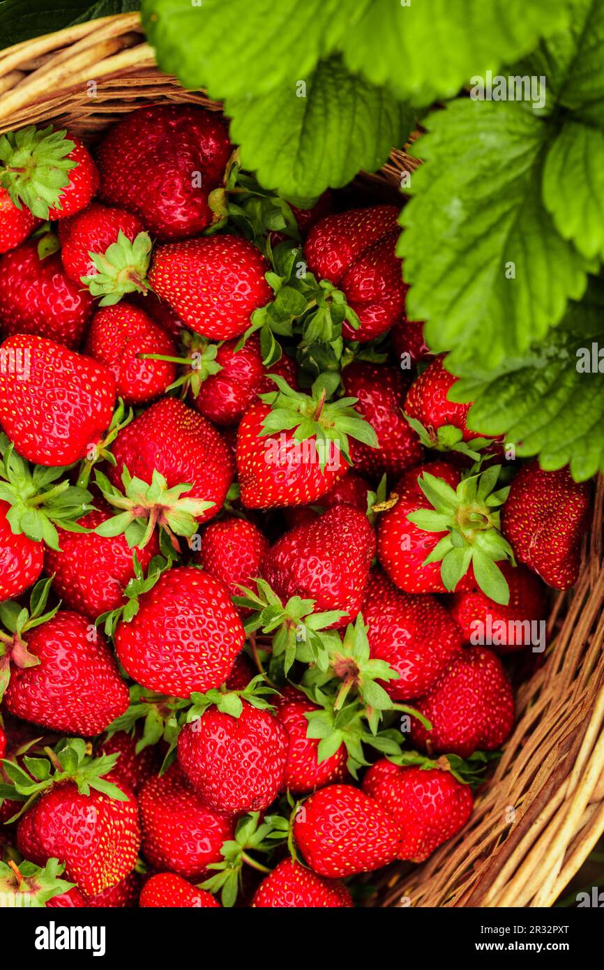 Strawberries in a basket Stock Photo - Alamy