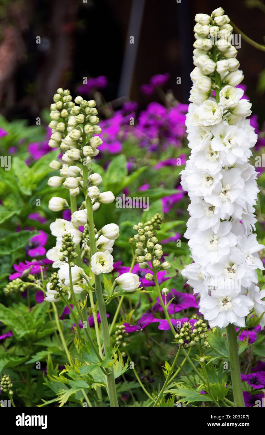 Purple magenta Geranium psilostemon contrast creamy white delphiniums Stock Photo