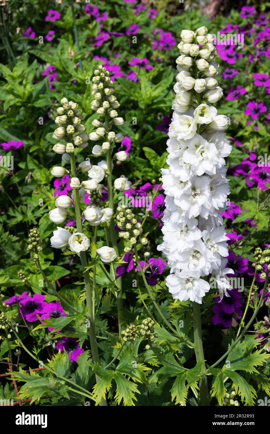 Red-purple hardy Geranium psilostemon contrast creamy white delphiniums Stock Photo