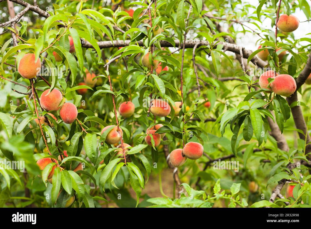 Peaches on a tree Stock Photo Alamy