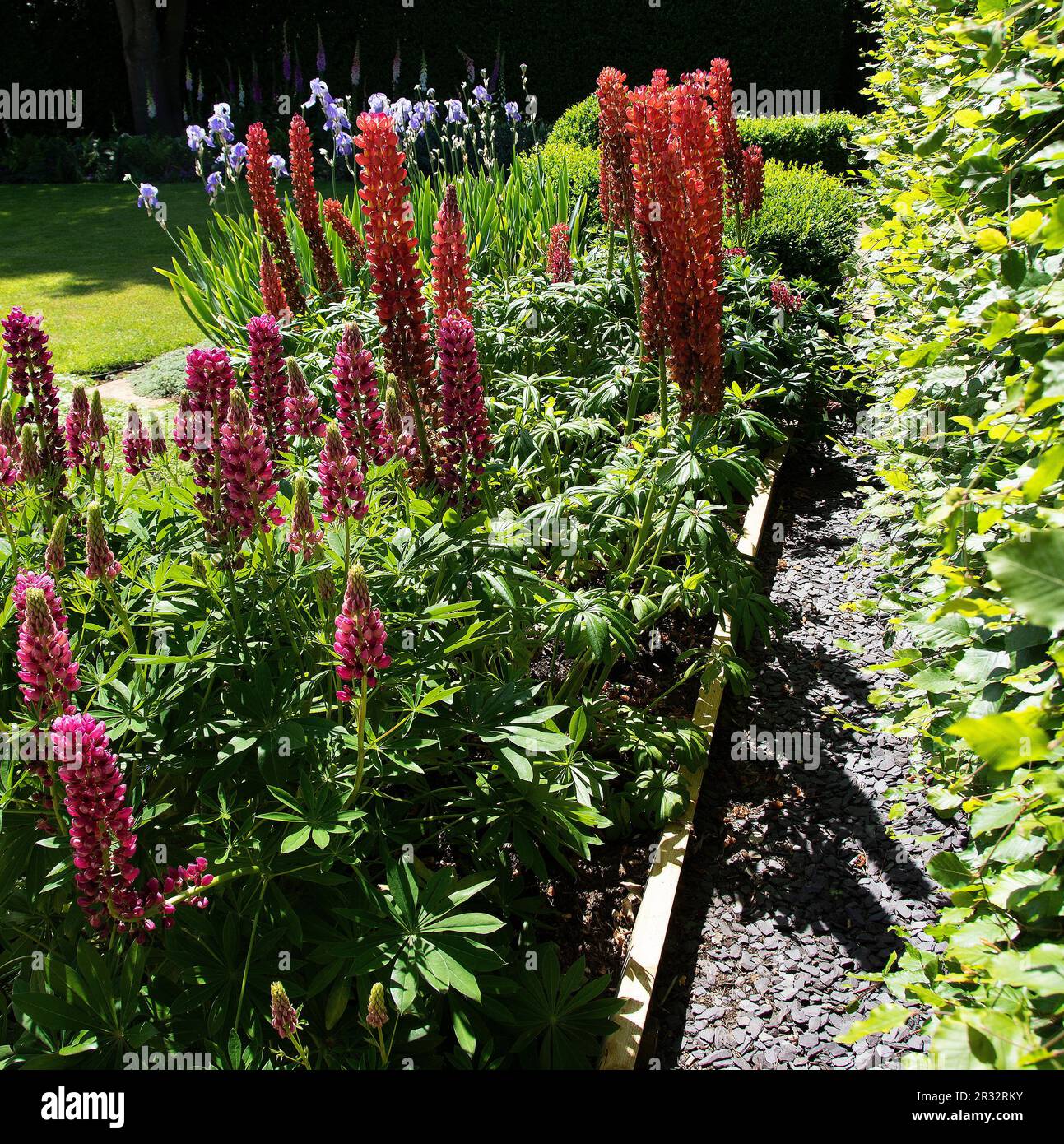 A bed of pink and coral red lupins beside massed purple flag iris Stock Photo