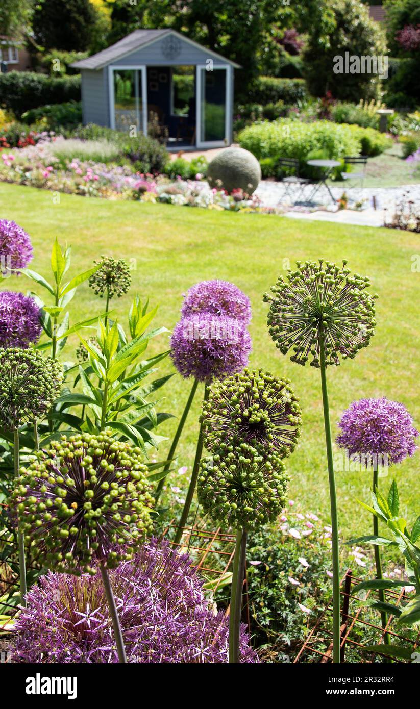 Allium 'Purple Sensation' Stock Photo