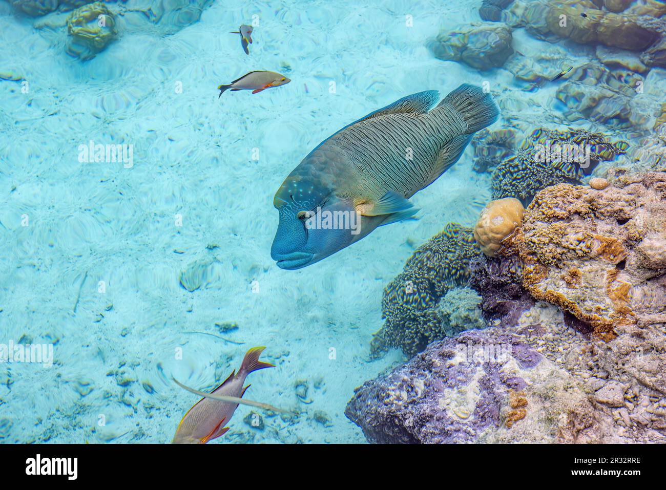 Napolean fish, the big resident of the St Regis Bora Bora lagoon.  It expertly swims sideway in swallow water. Stock Photo