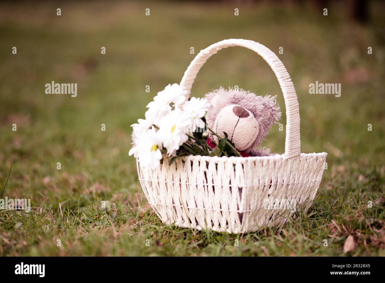 Neon Daisies Teddy