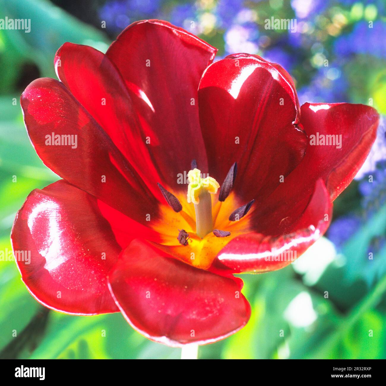 Red Tulip open flower growing in a garden. May Spring flowers Stock Photo