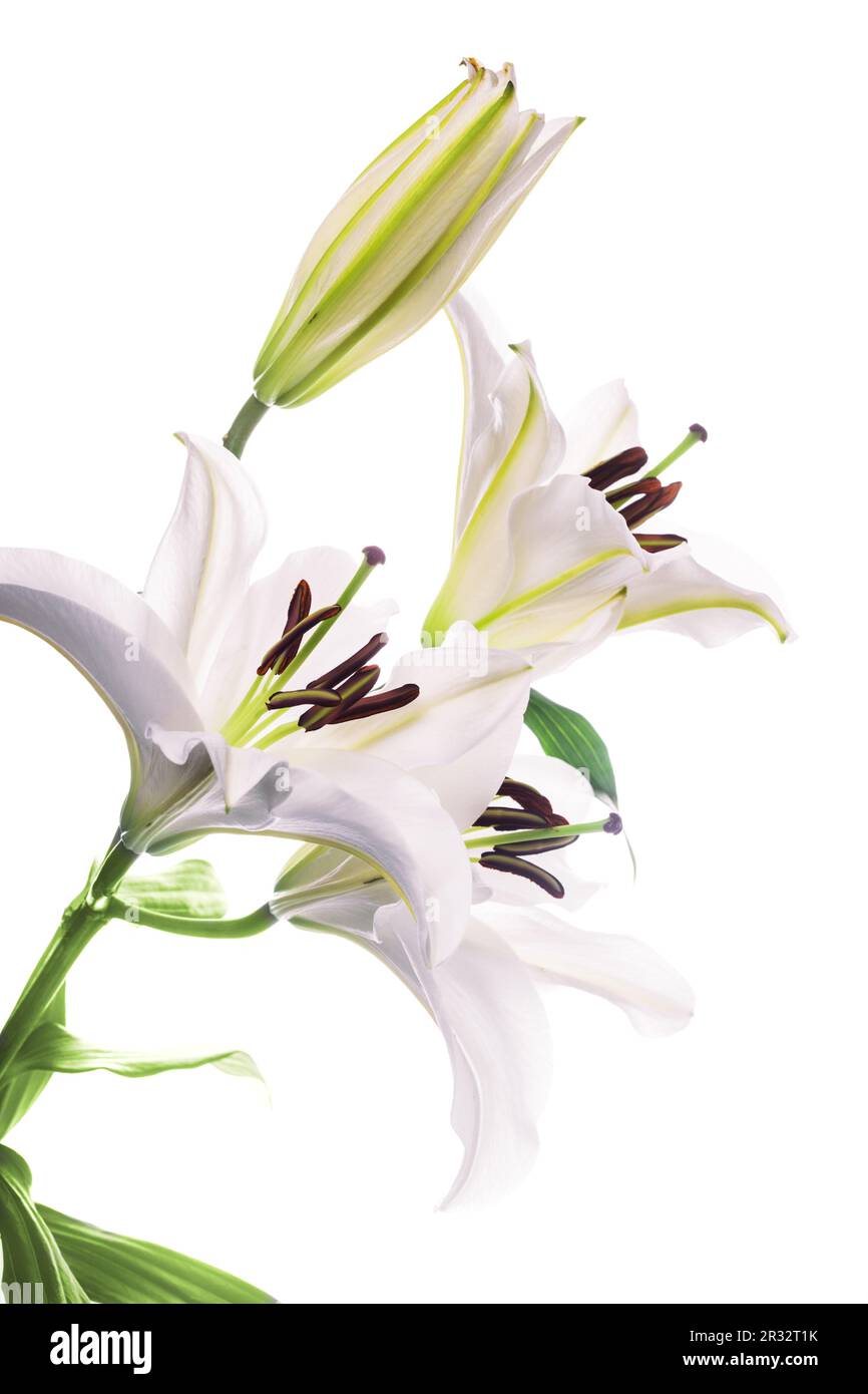White lily bridal bouquet hi-res stock photography and images - Alamy