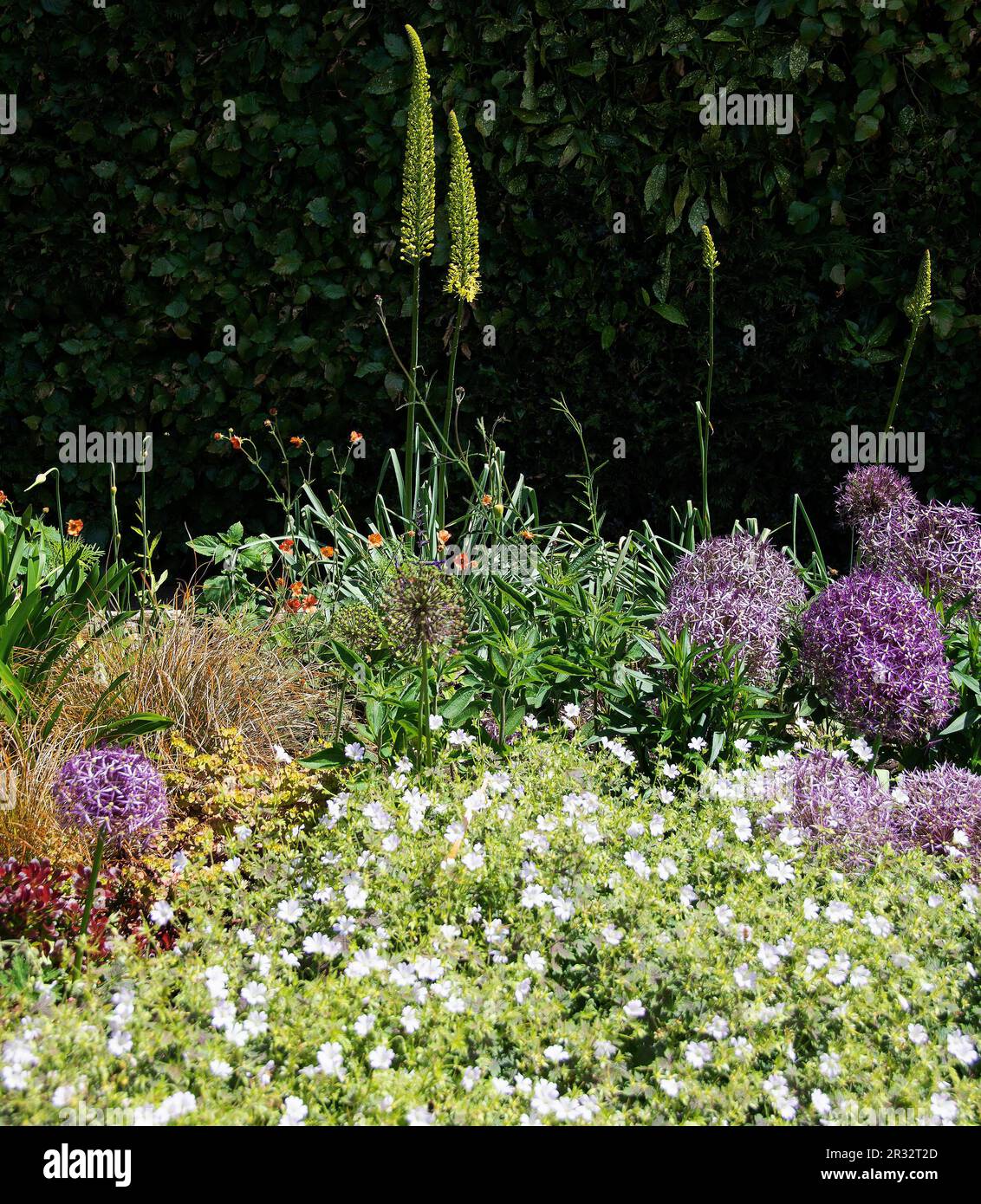 Early summer perennial border features Allium Christophii and bright yellow foxtail lillies, Eremurus stenophyllus, orange geums; with snow-in-summer, Stock Photo