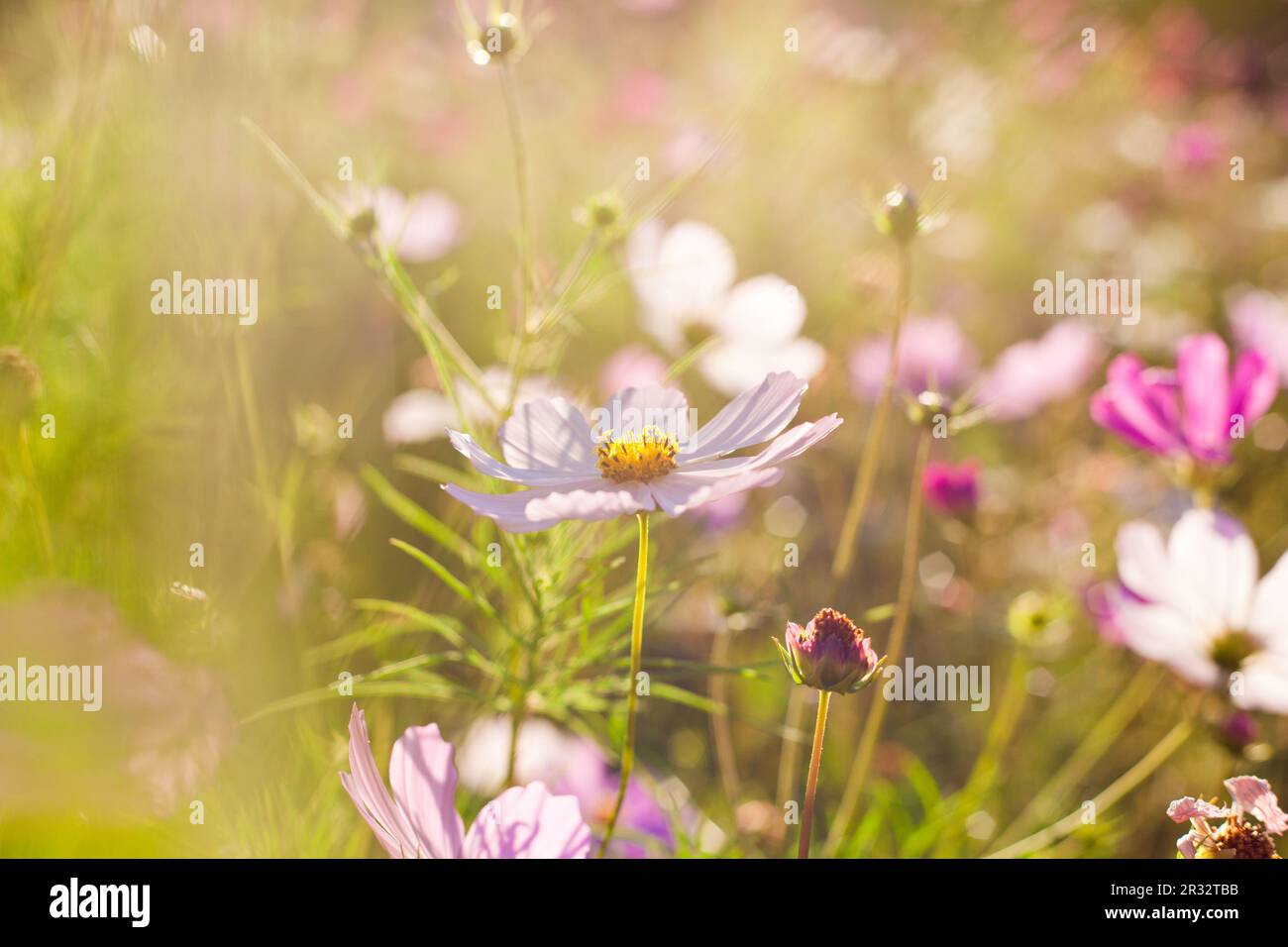 Beautiful pink meadow flowers hi-res stock photography and images - Alamy
