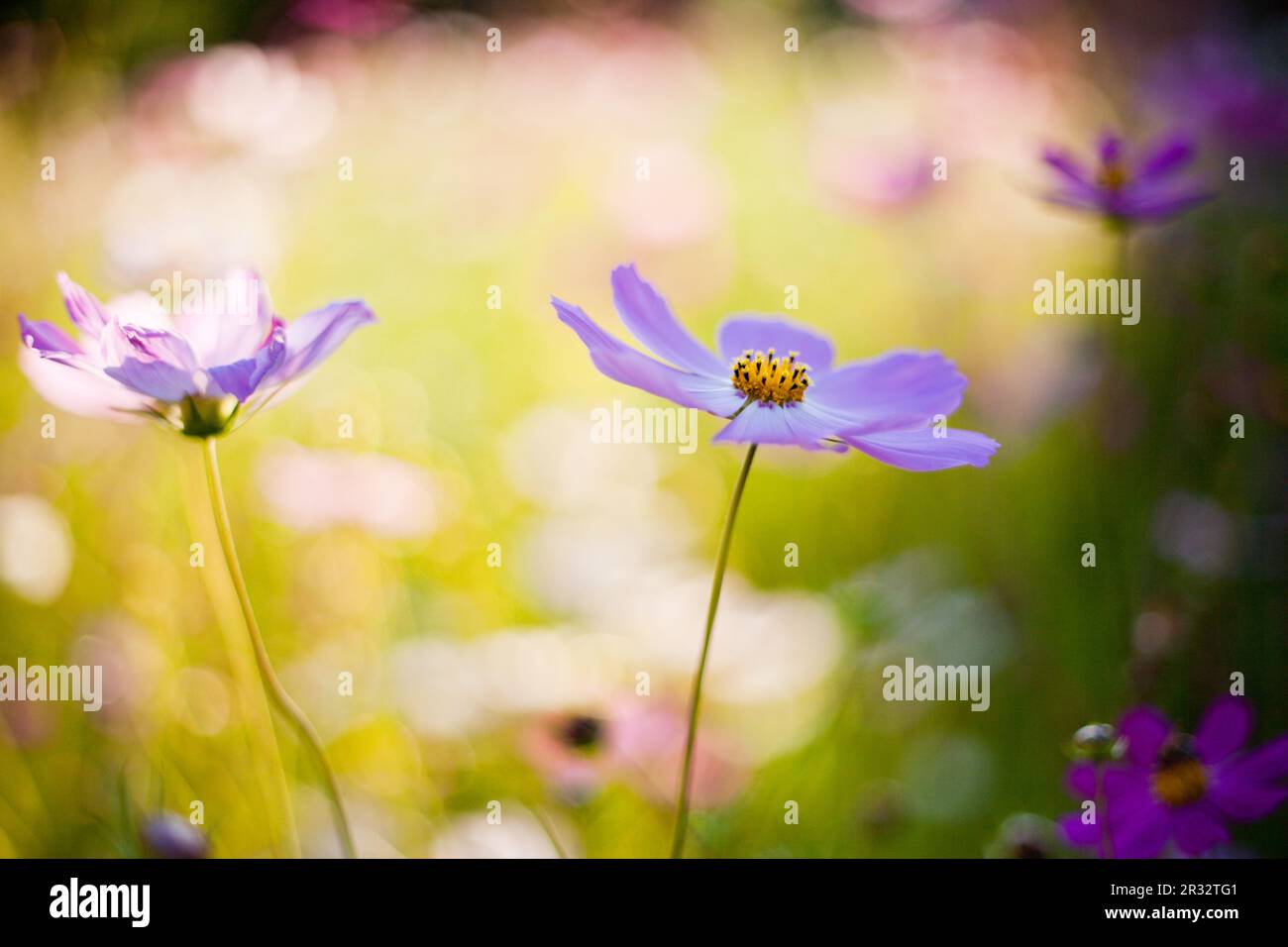 Pink wild flowers grass hi-res stock photography and images - Alamy