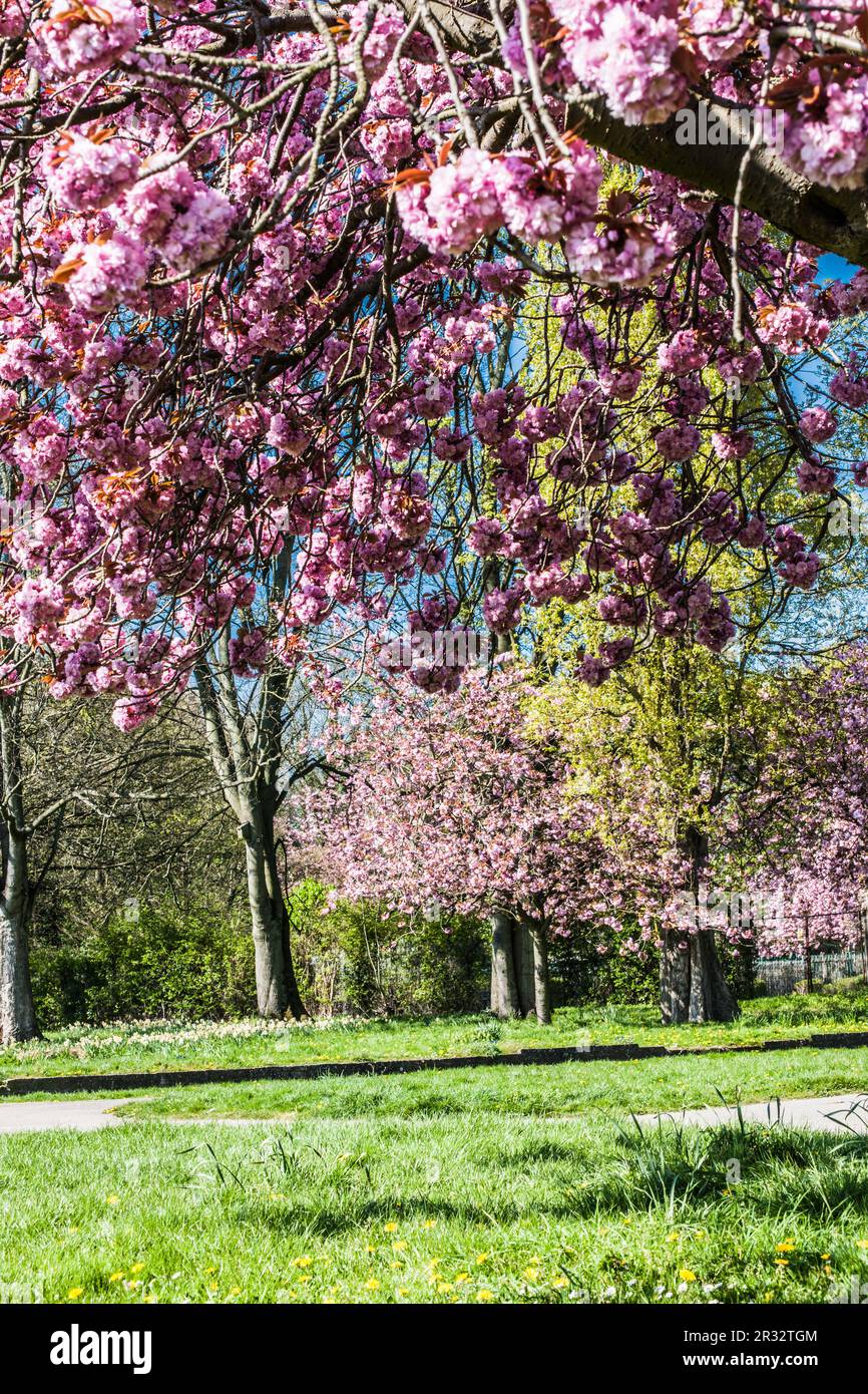 pink ln blue  Raymond  Boswell Stock Photo