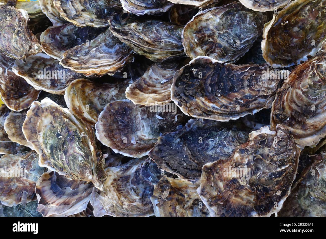 Plenty of fresh closed oysters at a farmers market in France. Close up. Sea food. Stock Photo